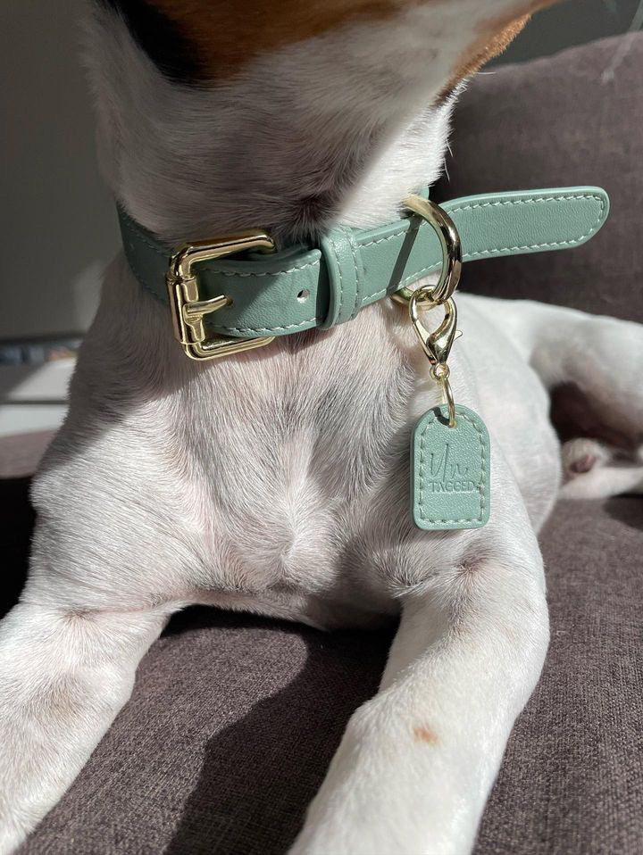 Untagged Collar and/or Leash Set