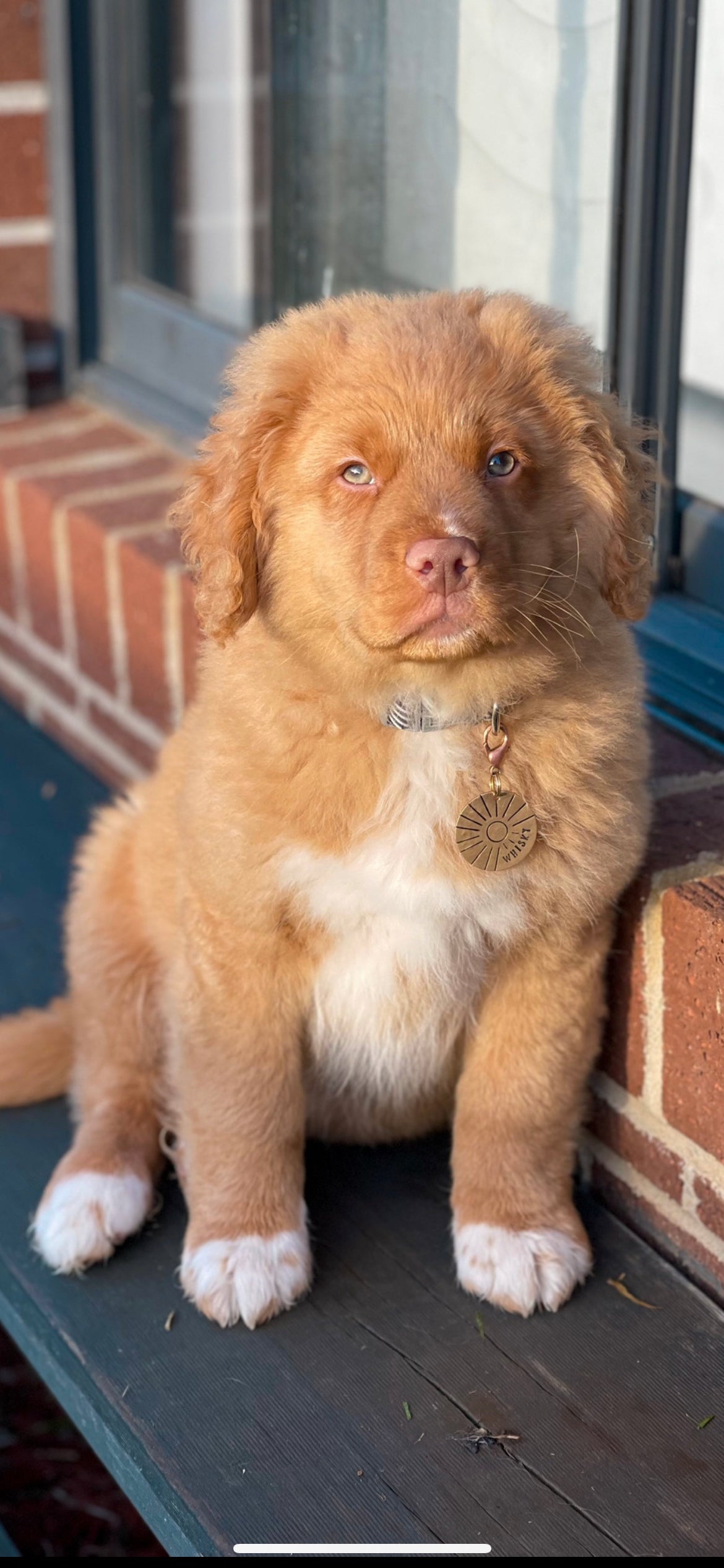 Sun of a dog