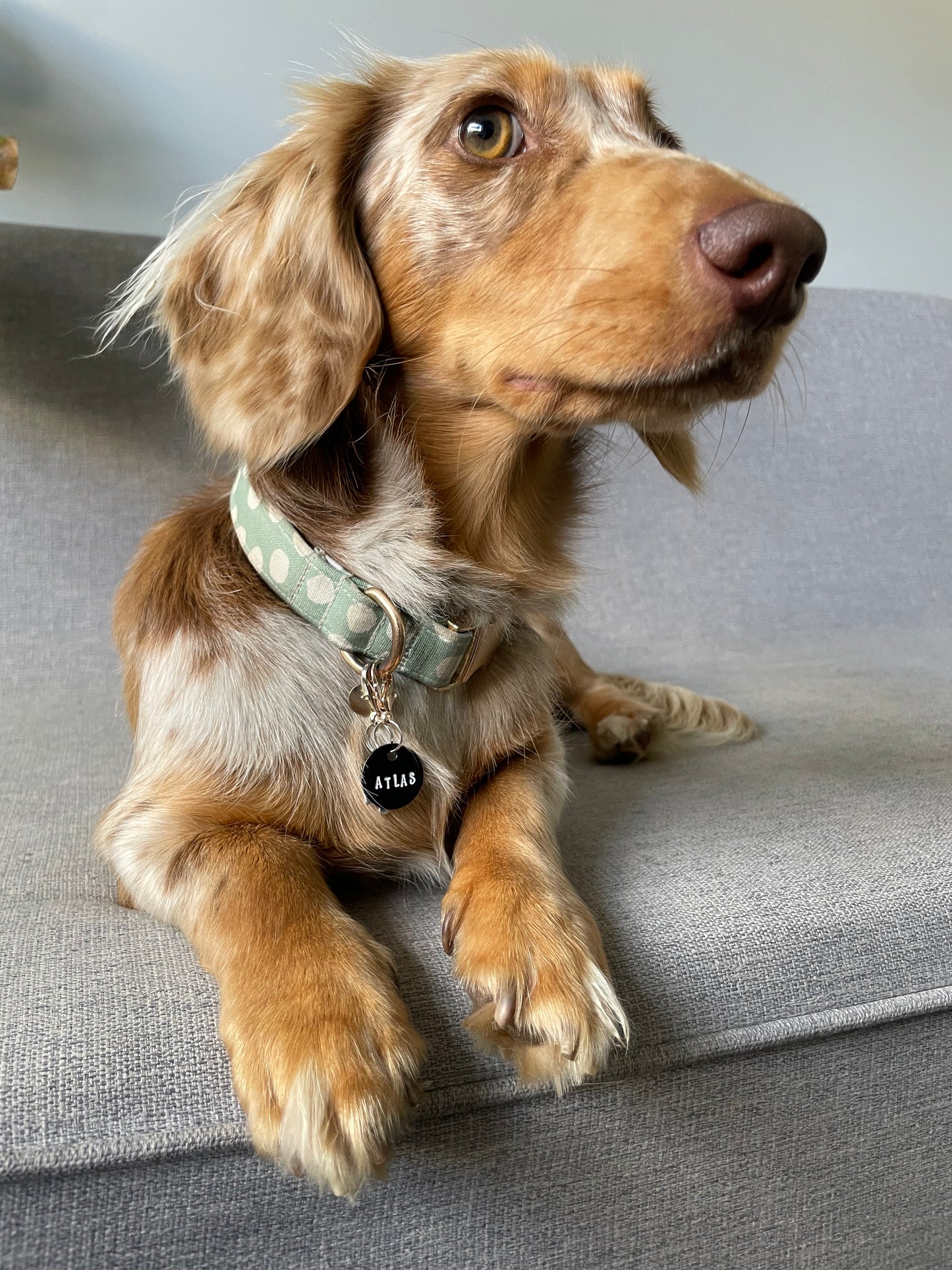 Welcome to the Barkside
