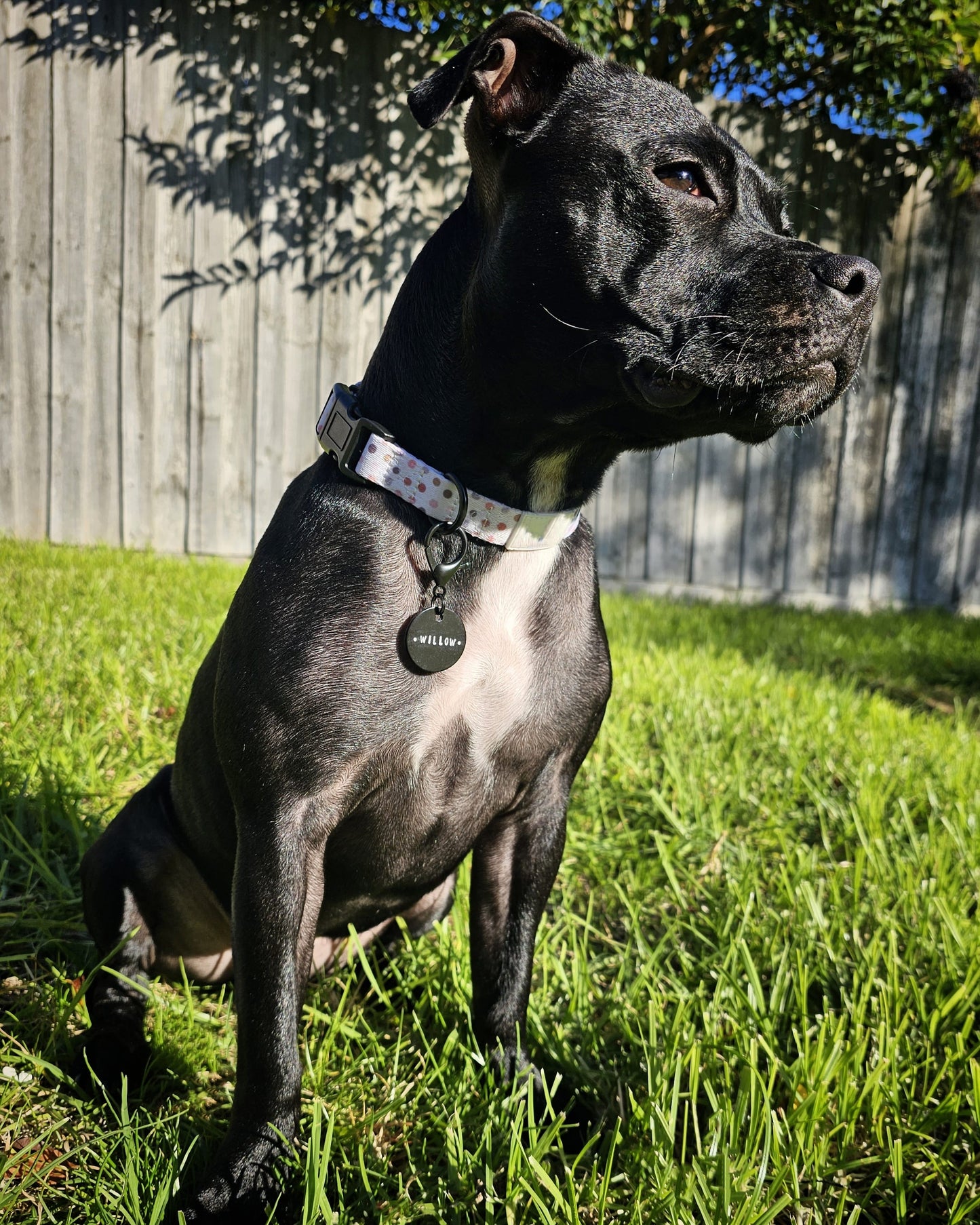 Welcome to the Barkside